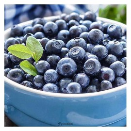 Протеиновый шейк Bionova с черникой vegan protein 108260