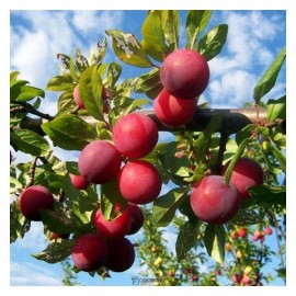 Красная слива сушеная 150 г Rival 108449